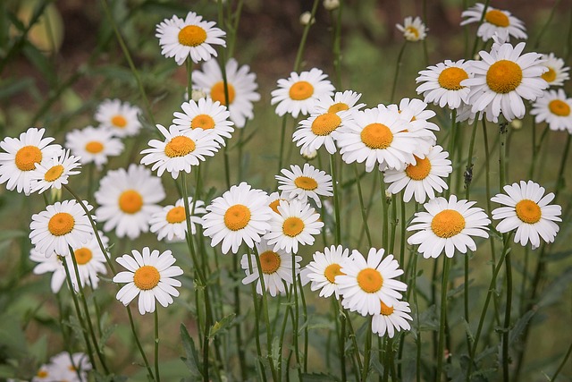 デイジーの花畑