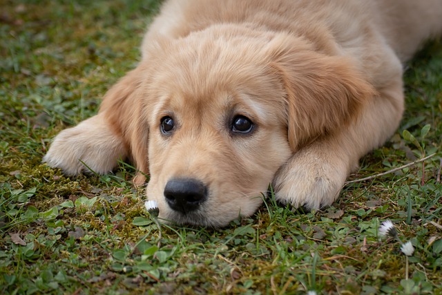 子犬、芝生に寝そべる