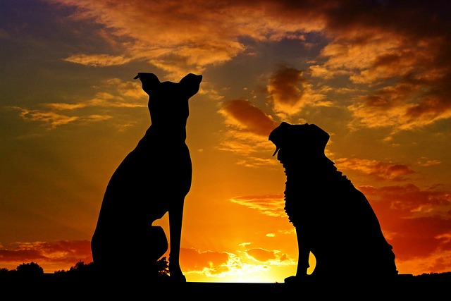 夕焼け空を見る犬