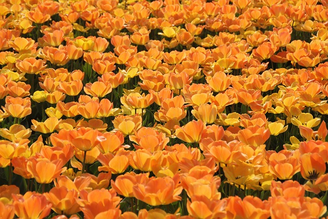 花畑