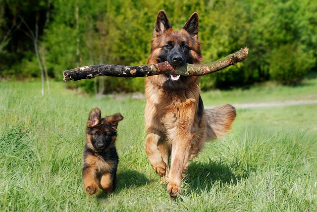 棒を加えて走る犬