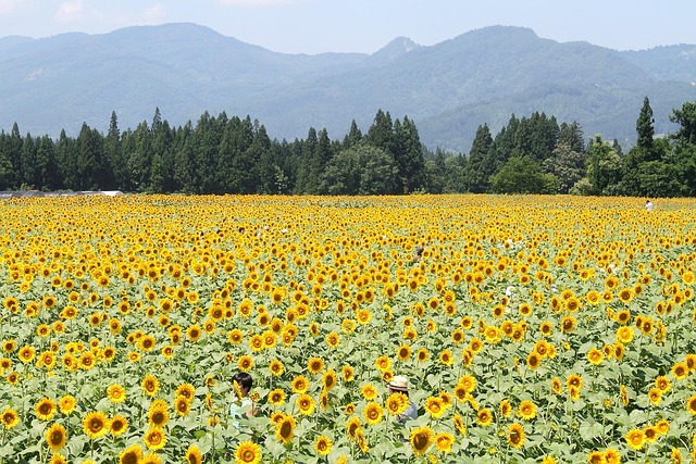 花畑と山々