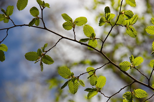 beech leaves