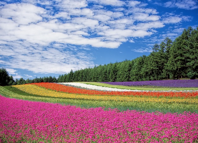 お花畑と空