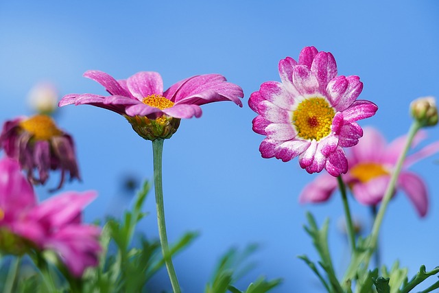 ピンクの花